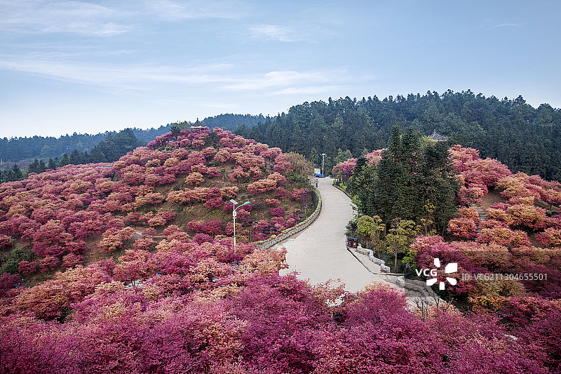 重庆五洲生态园枫叶红图片素材