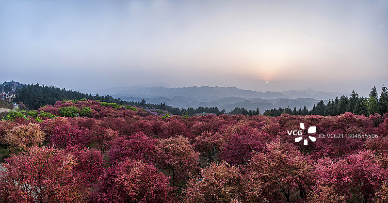 重庆五洲生态园枫叶林中的落日图片素材