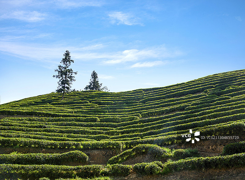重庆巴南区猫山茶场图片素材