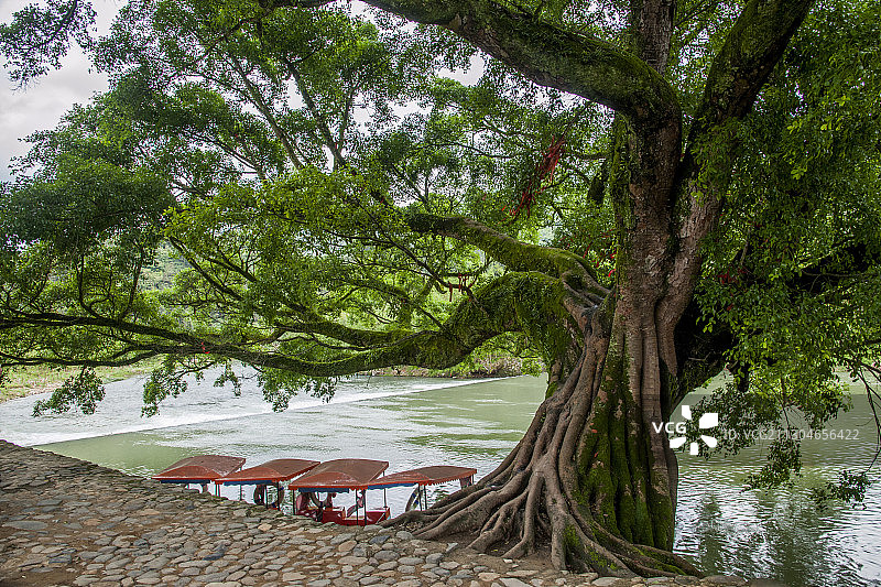 福建漳州南靖云水瑶古栈道小溪堤上榕树图片素材
