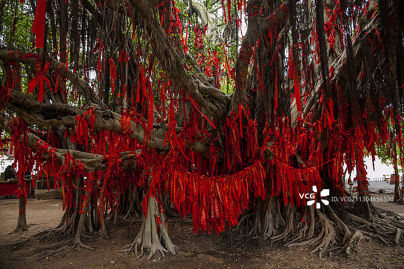 福建厦门大嶝岛许愿树图片素材