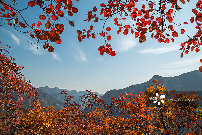 垂下来的红叶+北京房山区坡峰岭图片素材