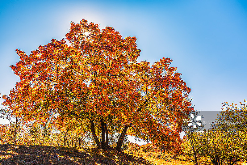 五角枫树图片素材