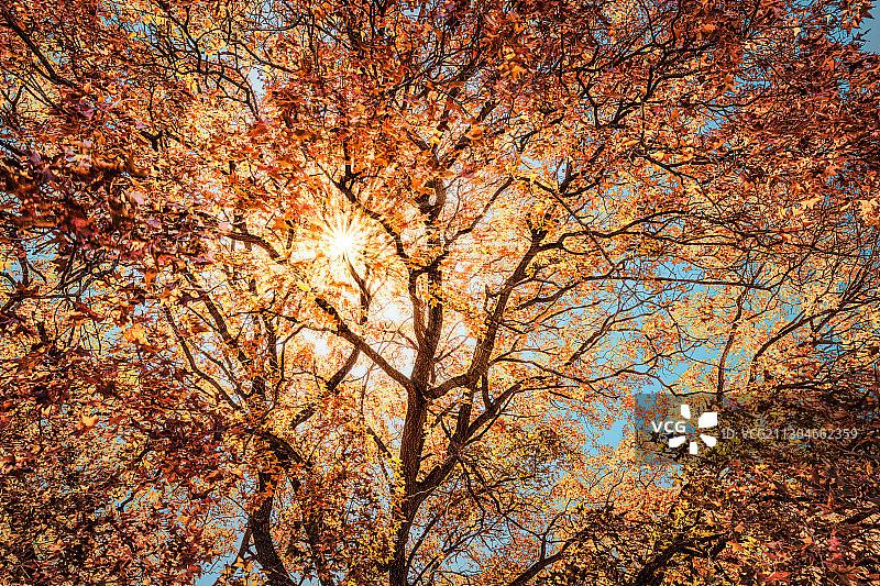 五角枫树图片素材