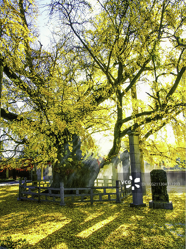 浮来山定林寺3500年树龄银杏王图片素材