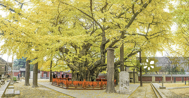 浮来山定林寺3500年树龄银杏王图片素材