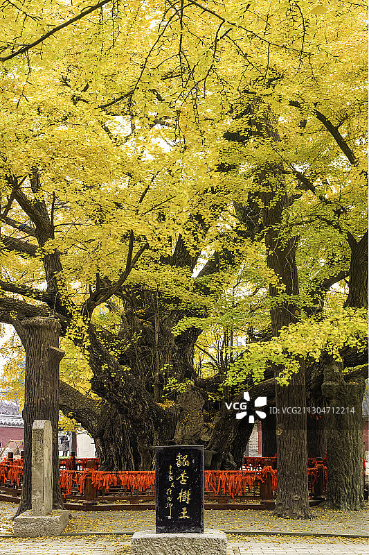 浮来山定林寺3500年树龄银杏王图片素材