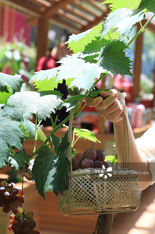 手提着竹篮子摘葡萄图片素材