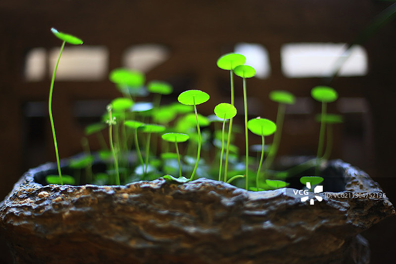 铜钱草图片素材