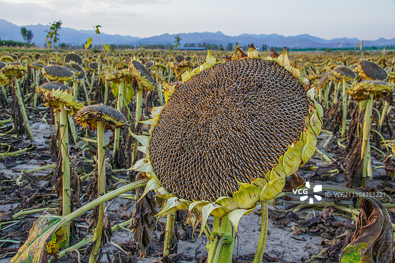 成熟的向日葵 2图片素材