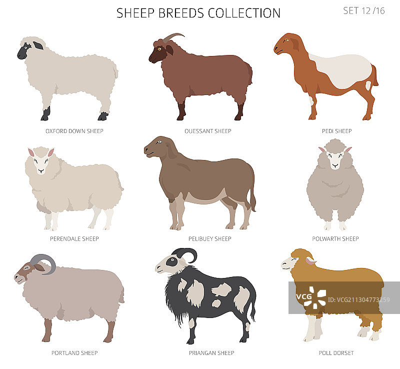 12种农场动物绵羊品种合集（扁平风格）图片素材