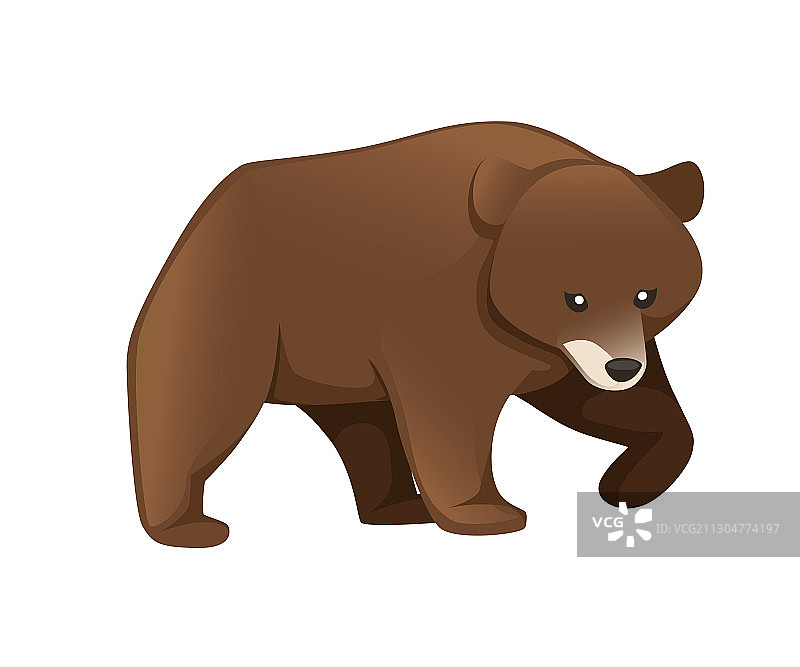 北美灰熊动物棕熊图片素材