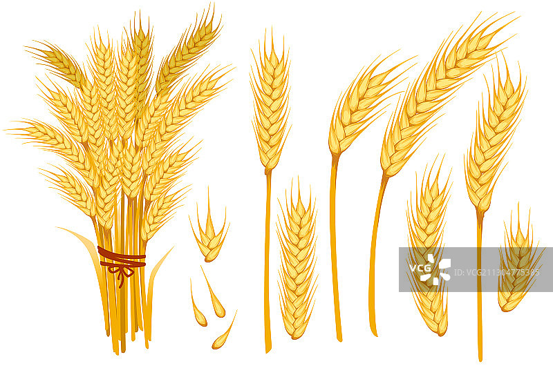 成熟的黄色麦穗和谷物图片素材