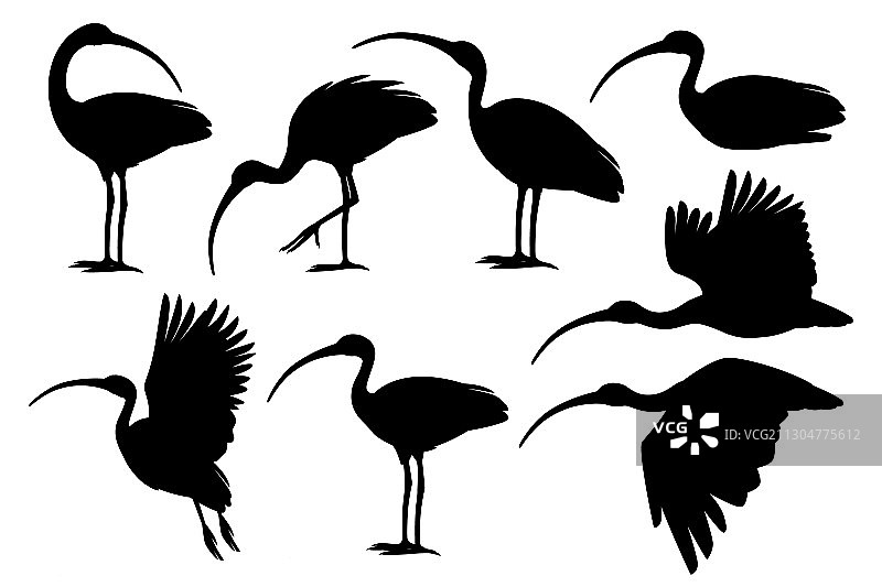 美洲白鹮扁平风格黑色剪影合集图片素材