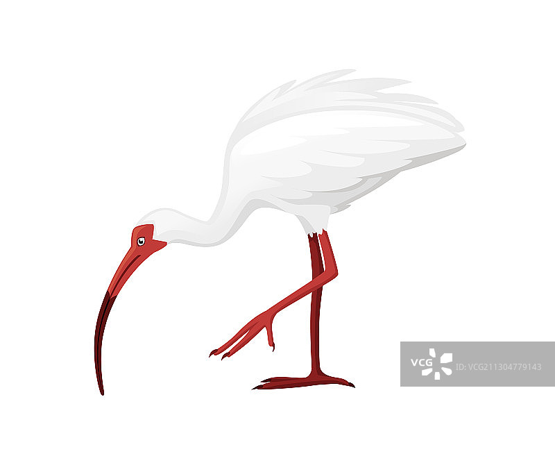 单腿站立的美国白鹮扁平卡通图片素材
