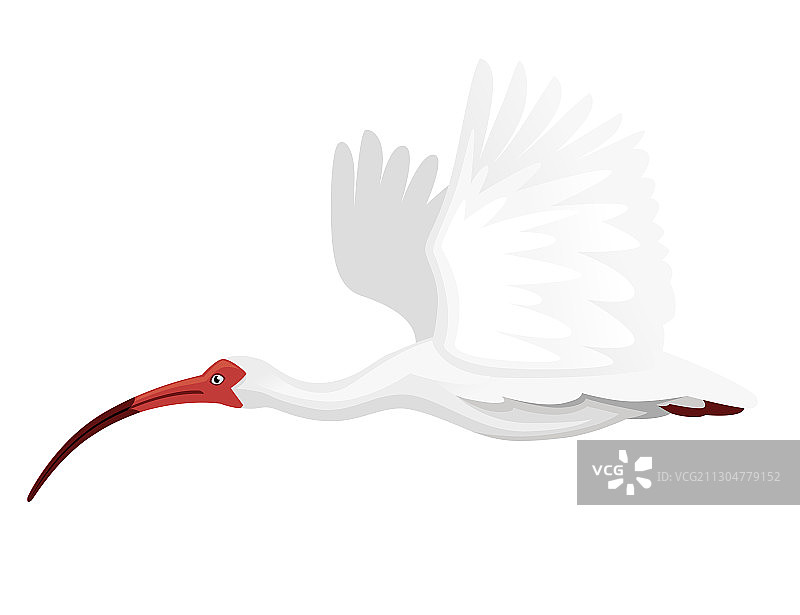 拍打翅膀飞行的美洲白鹮图片素材