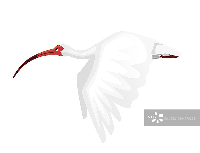 拍打翅膀飞行的美洲白鹮图片素材