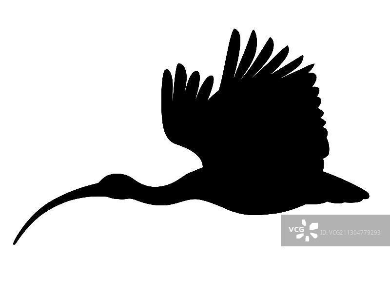 黑色剪影：美洲白鹮飞翔图片素材