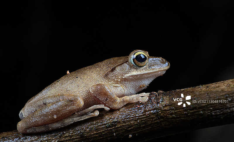 无声囊饭树蛙图片素材