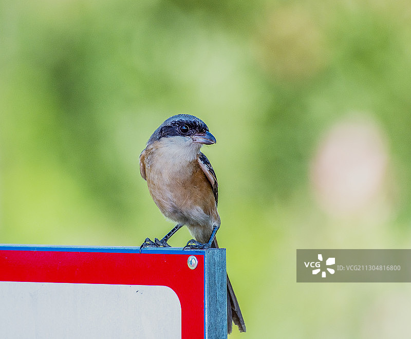 瀑布风光，鸟图片素材