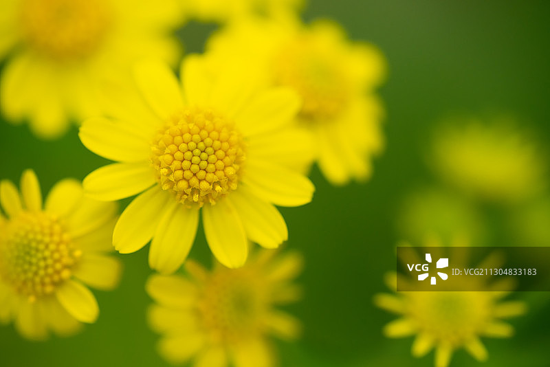 浙江杭州西湖植物微距自然风光图片素材