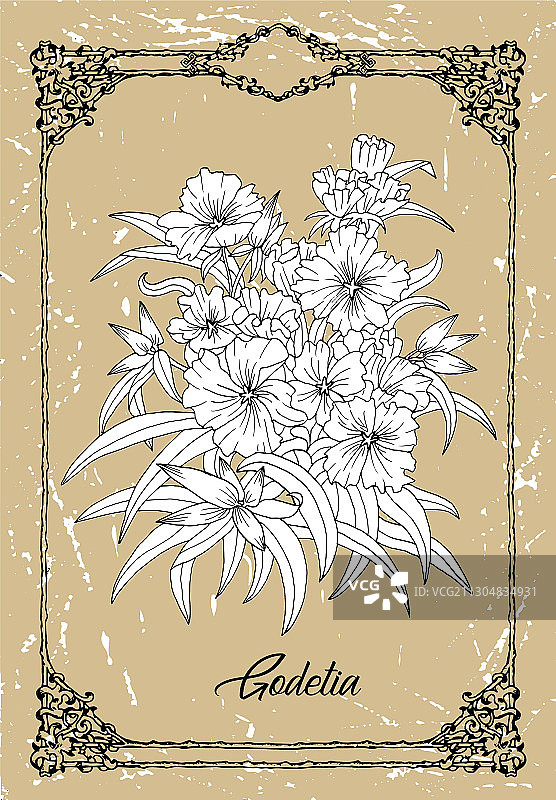 黑白格德希亚花绘画图片素材