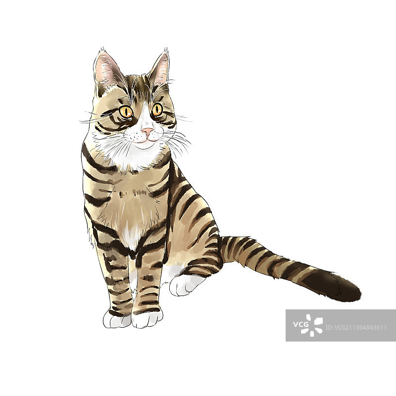 狸花猫图片素材