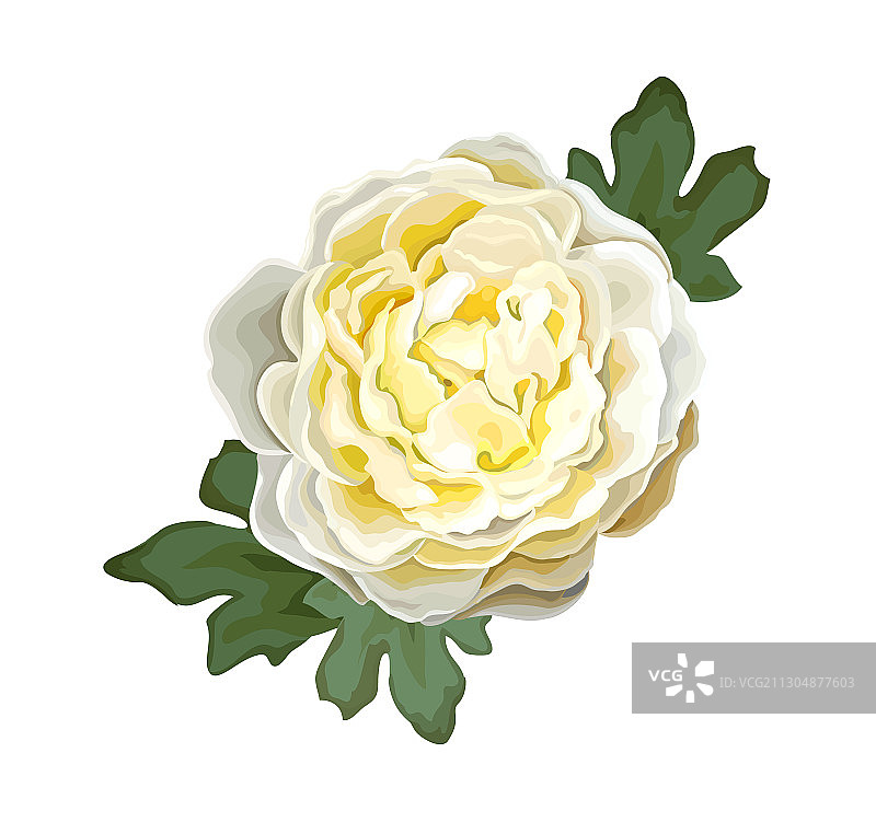 精美牡丹花图片素材