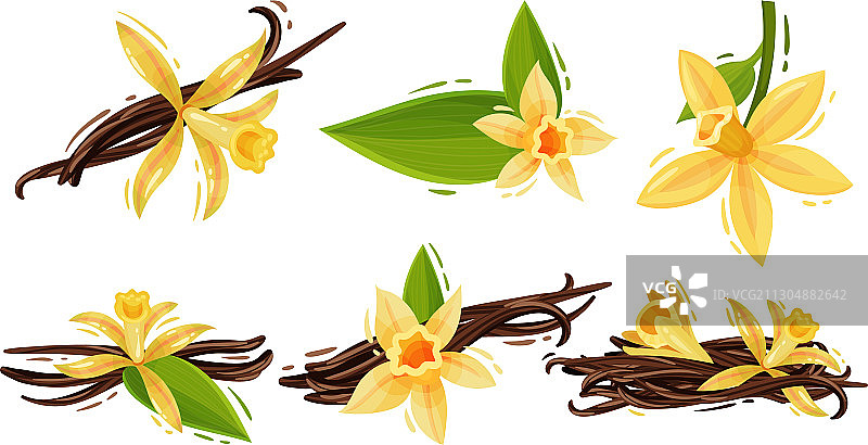 香草花和豆荚图片素材