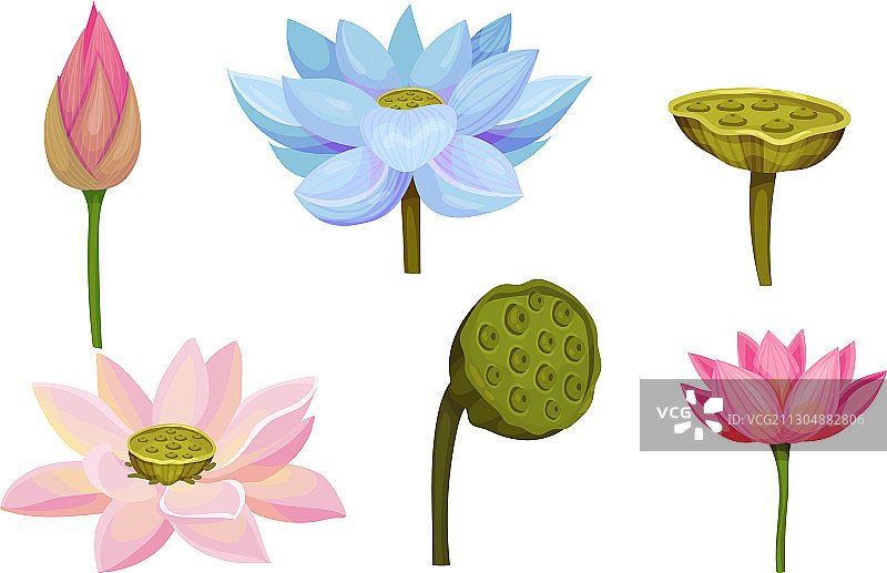 具有大型鲜艳花朵的莲花水生植物图片素材