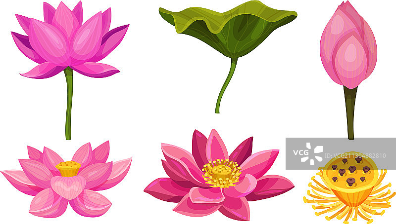 具有大型鲜艳花朵的莲花水生植物图片素材