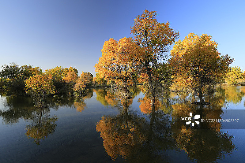甘肃金塔县胡杨林图片素材