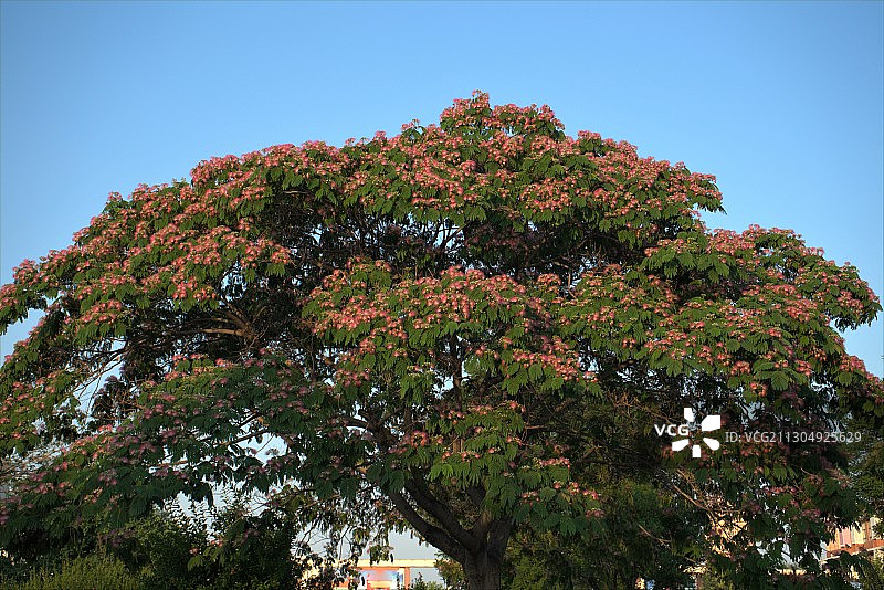 树冠，芙蓉树图片素材