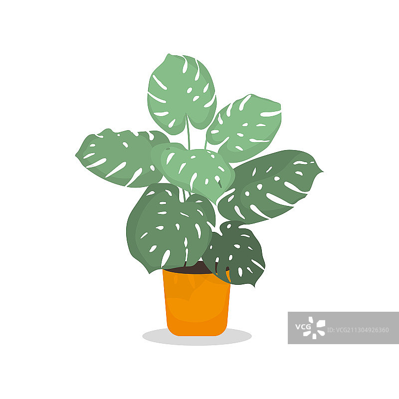 白色背景中隔离的盆栽龟背竹图片素材