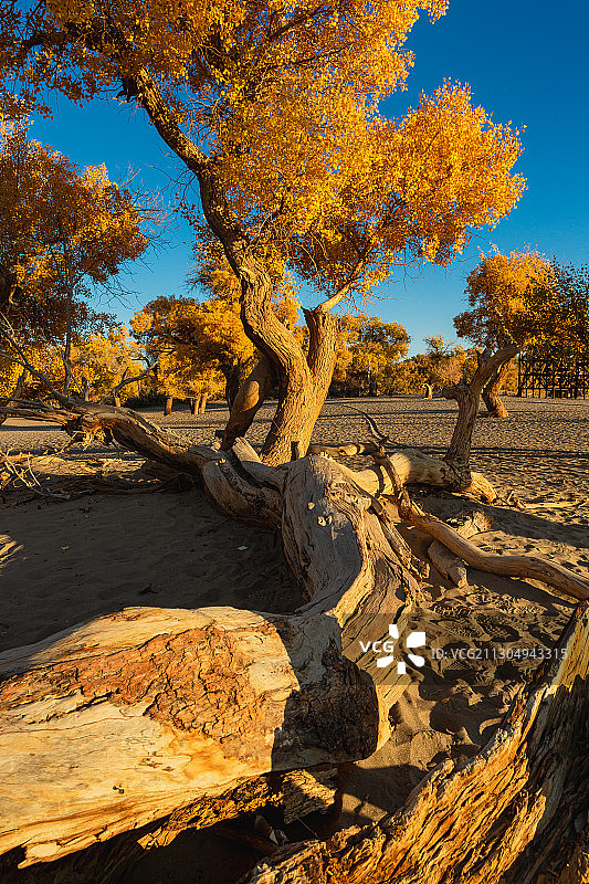 额济纳胡杨林风光图片素材