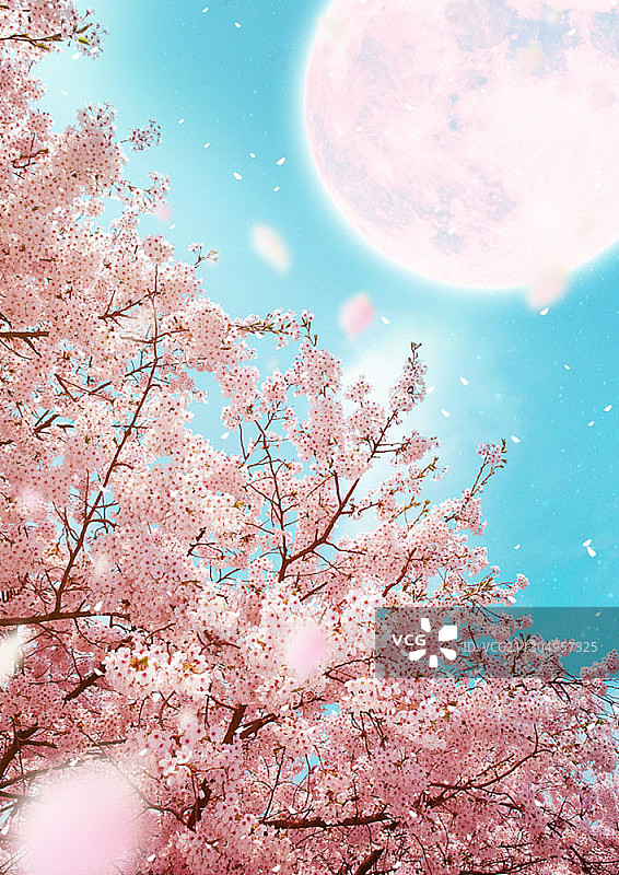 满月下飞舞的樱花叶和樱花树图片素材