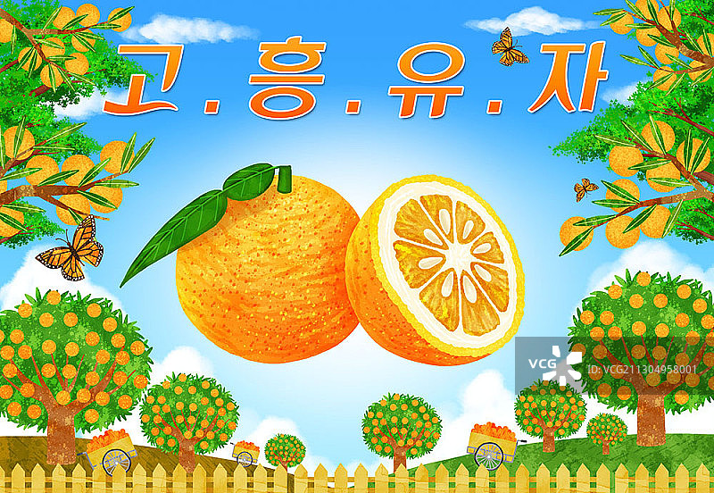 高兴柚子茶图片素材