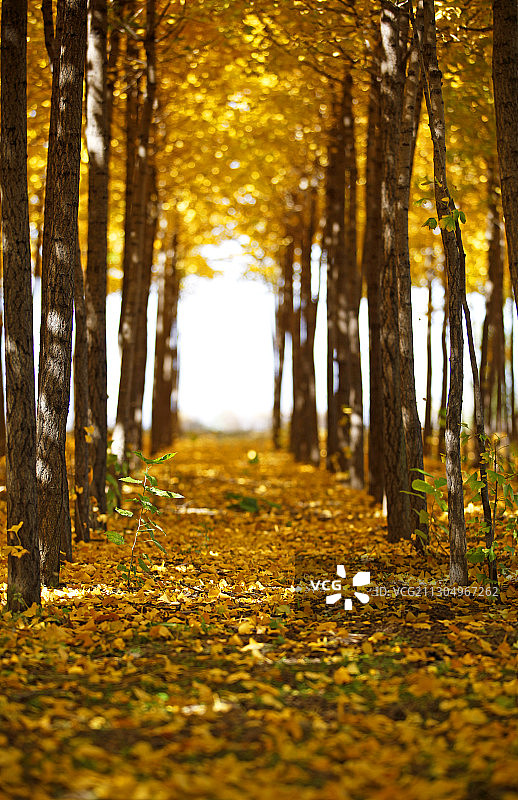 银杏映秋图片素材