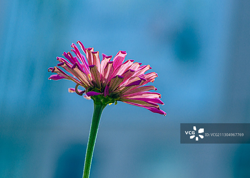 百日菊图片素材