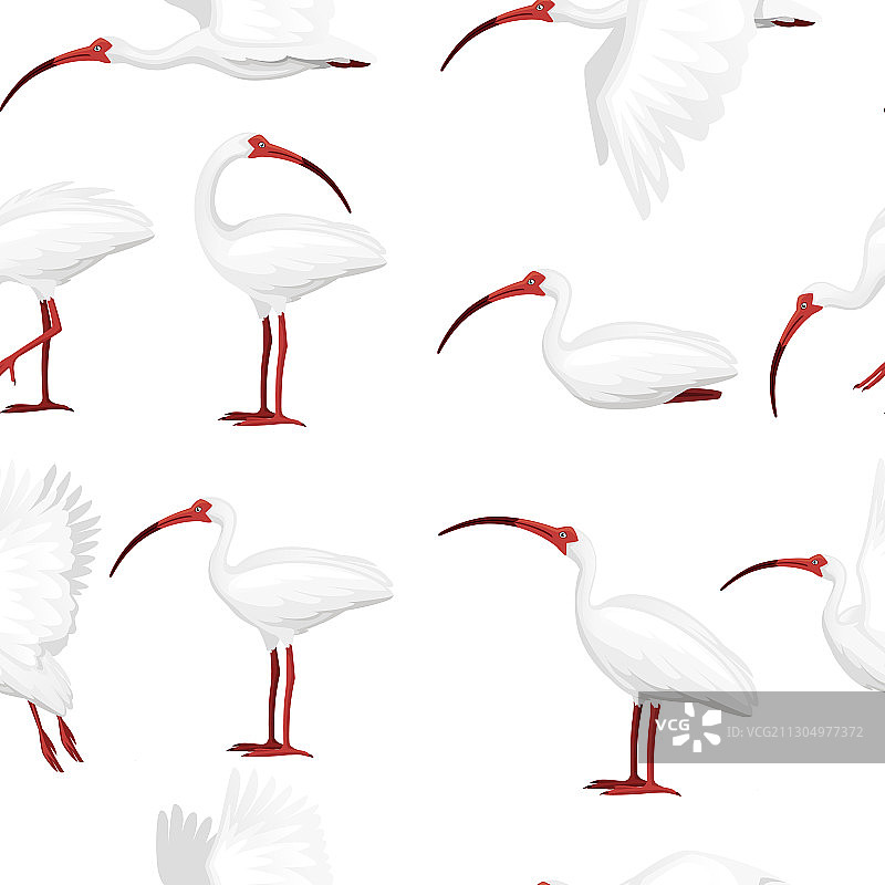 无缝图案：美洲白鹮扁平设计图片素材