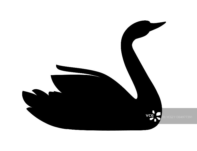 黑色轮廓的天鹅在水上游动图片素材