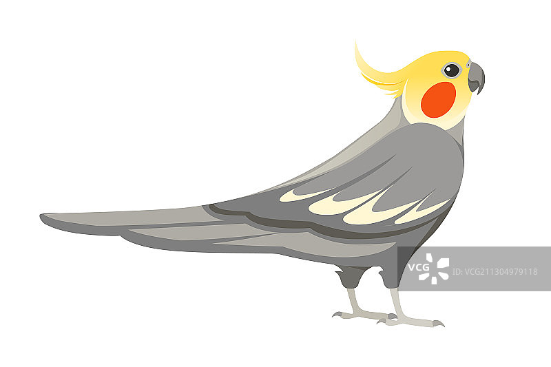 成年灰鹦鹉图片素材