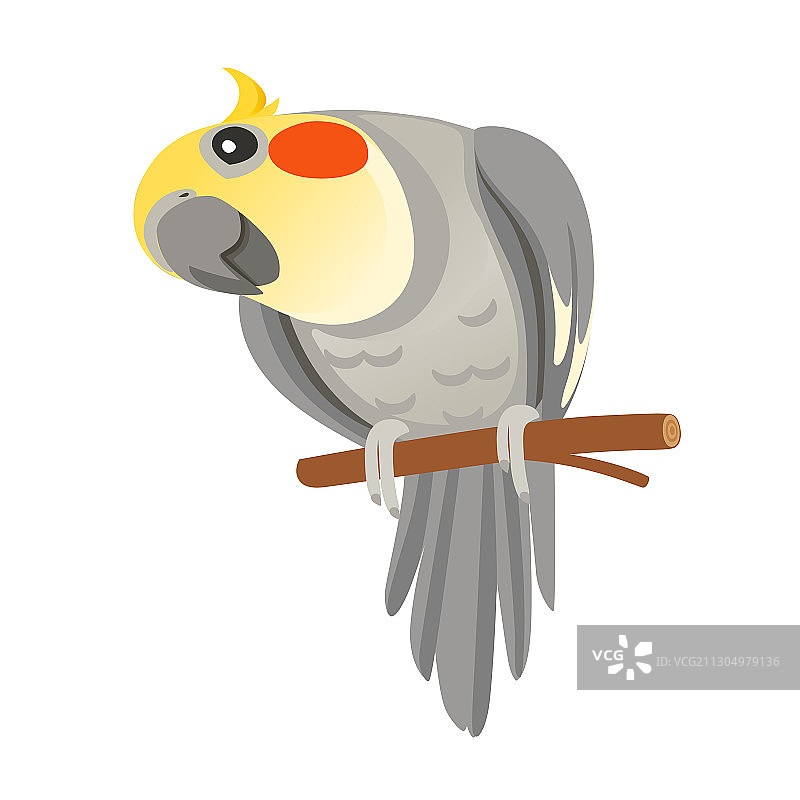 可爱的成年鹦鹉灰色玄凤鹦鹉图片素材
