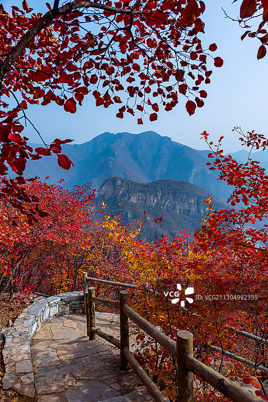 2020年10月31日，北京房山区坡峰岭红叶漫山、层林尽染。图片素材