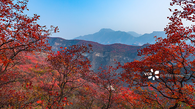 2020年10月31日，北京房山区坡峰岭红叶漫山、层林尽染。图片素材