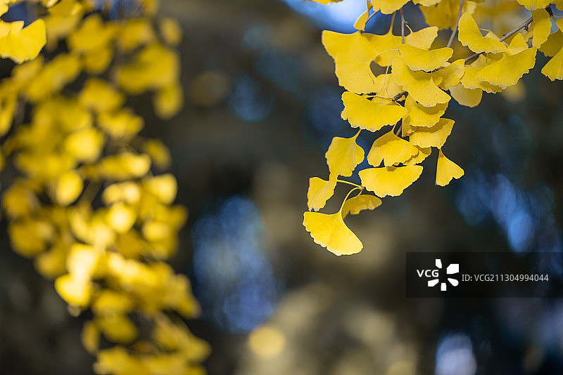 中国北方秋天满枝金黄的银杏树叶图片素材