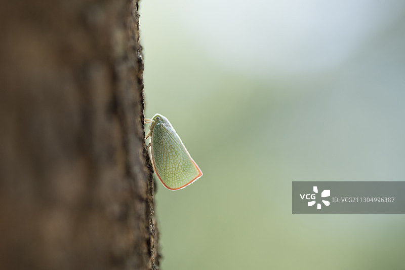 碧蛾蜡蝉图片素材