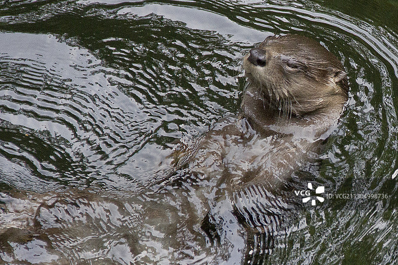水獭游泳特写图片素材