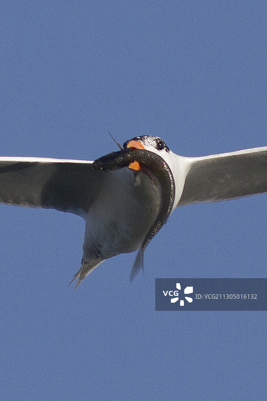 优雅的燕鸥近距离飞行捕鱼图片素材