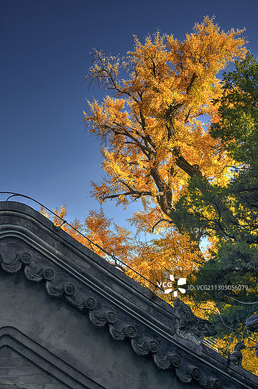 大觉寺秋图片素材